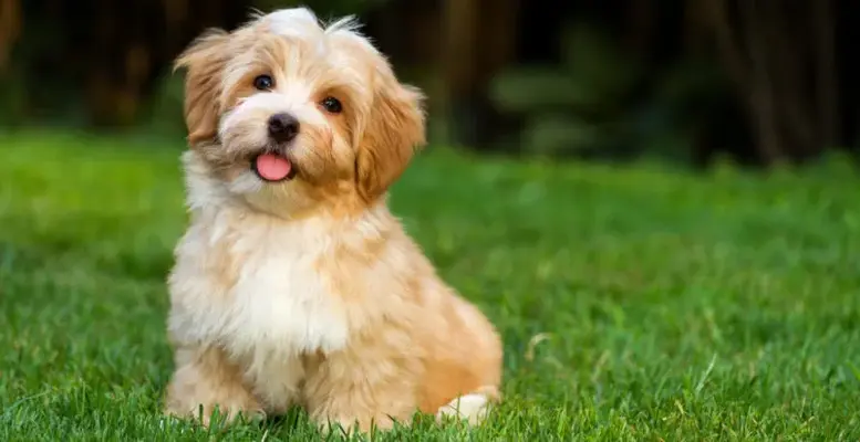 perro-1-e1561678907722.webp