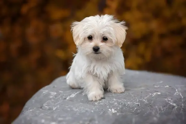 bichon-maltes.webp