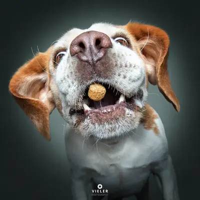 dogs-catching-treats-christian-vieler-2.webp