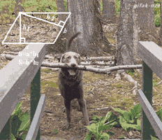 IMG_6525.gif