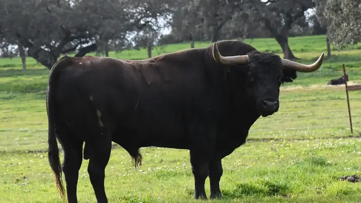 toro-cercado-1.webp