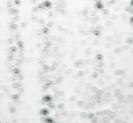 FullSizeRender.webp