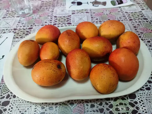 IMG_20250228_065043.webp
