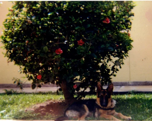 Brandy 01.webp