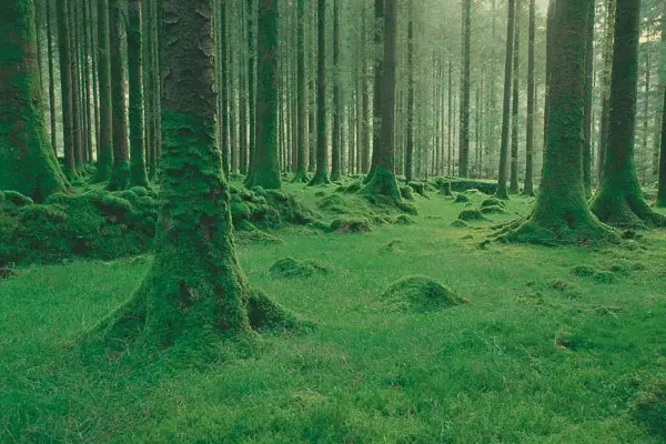 Bosque-verde.webp