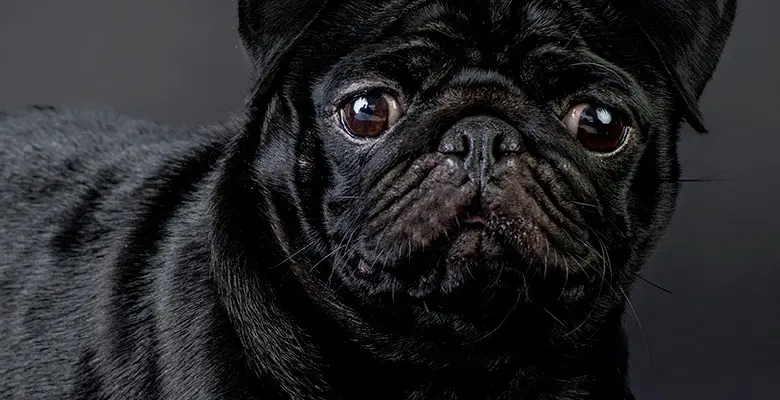 black-780x400.webp