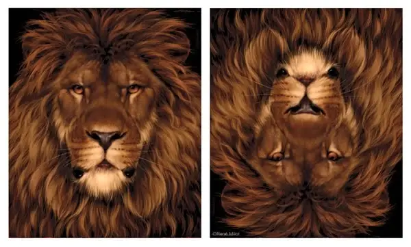 leon-raton.webp