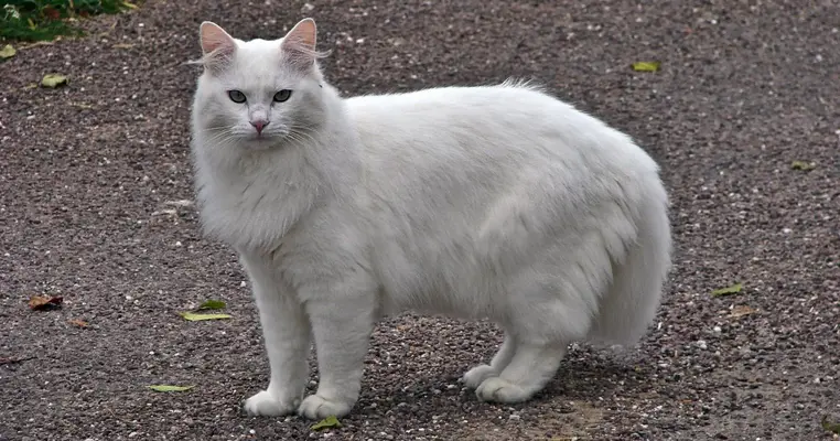 Chat-blanc.webp