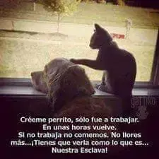FB_IMG_1497708689793.webp