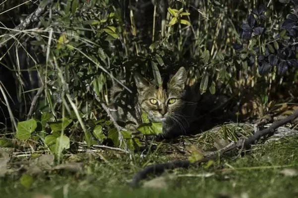 57765d167945c_gato_camuflado_0.webp