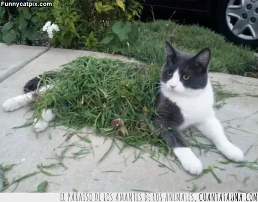 gato.webp