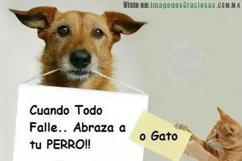 Abraza_a_tu_perro_o_gato.webp
