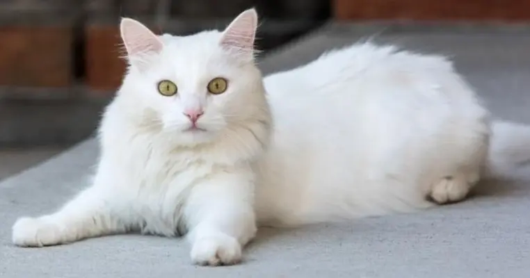 gato-blanco.webp