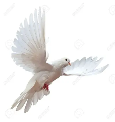9039421-Una-Paloma-Blanca-vuelo-libre-aislada-en-un-fondo-blanco-Foto-de-archivo.webp
