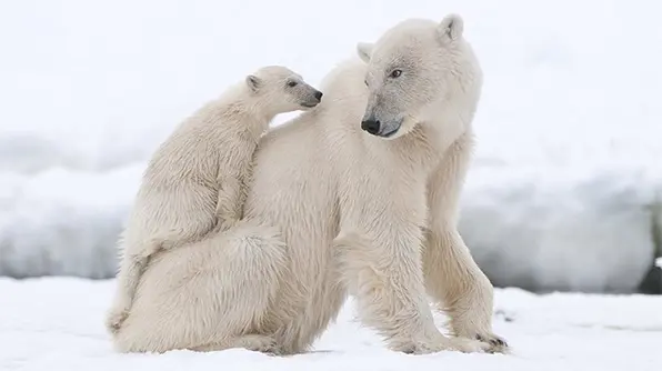 Update-Protecting-polar-bears-Environment-08122014-LG-AR-1-subbed-IMAGE.webp