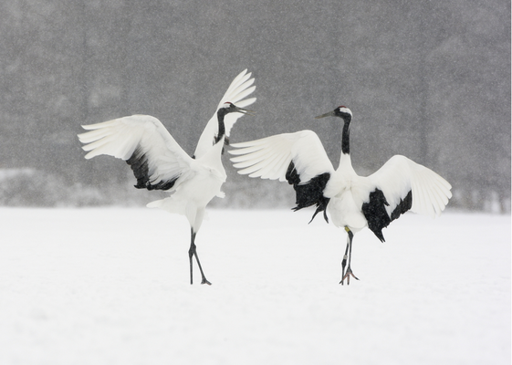 JapaneseCranes.webp