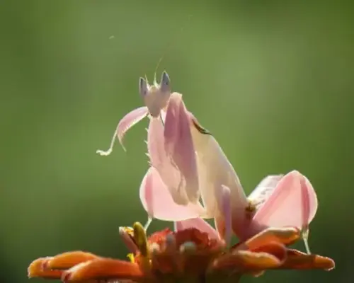 mimeticos-mantis.webp
