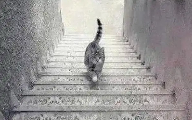 cat_optical_illusi_3262859b.webp