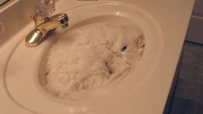 sneakycats5.webp