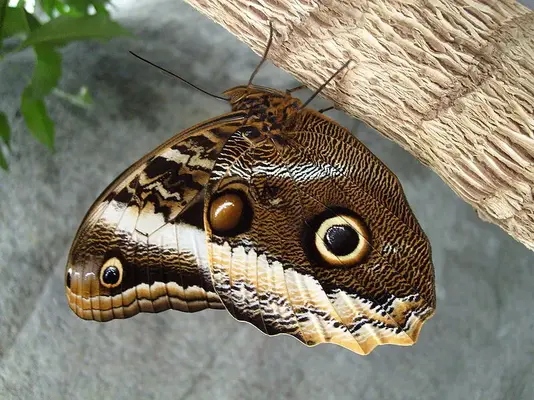 800px-Caligo-3.webp