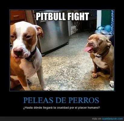 9b53a440657b5878e4f5863e375d7006--pit-bulls-so-cute.webp