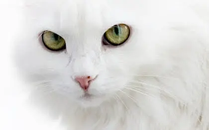 eyes white cats animals 1920x1200 wallpaper_www.animalhi.com_37.webp