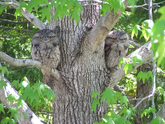Tawny_Frogmouth.webp