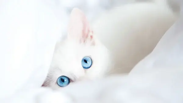 white-kitty-with-blue-eyes-wallpaper-download.webp