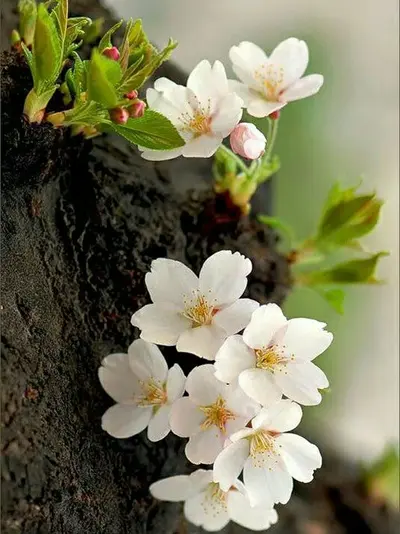 a7.webp