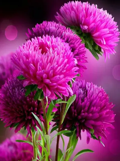 a8.webp