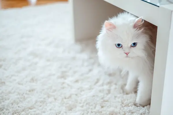 gato-blanco-persa-XxXx80.webp