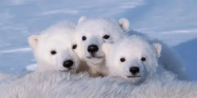 oso-polar-cachorro-660x330.webp