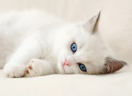 blanco1.webp