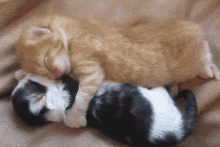 PerfectCalmHornedviper-max-1mb.gif