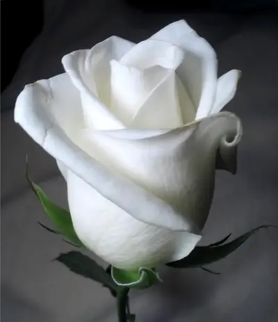 white-rose.webp