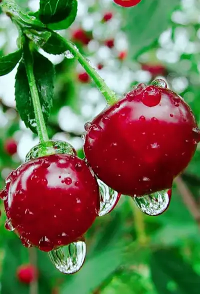 6c057edda3c8c36ad4ffb94cc5f70fa2.webp