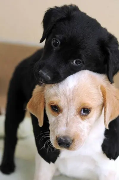 Ternura-fotos-animales-10_thumb.webp