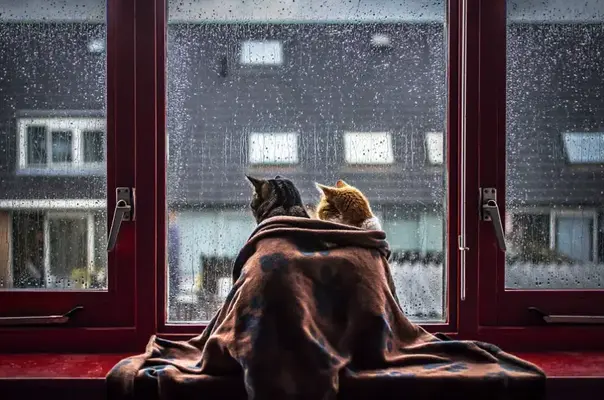 cats romance (3).webp