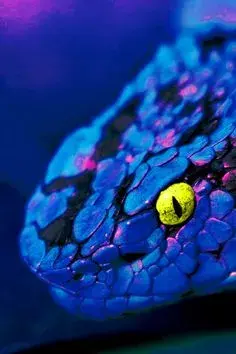 563200e0b96a072d0c750f4d863f635d--blue-things-animal-fashion.webp
