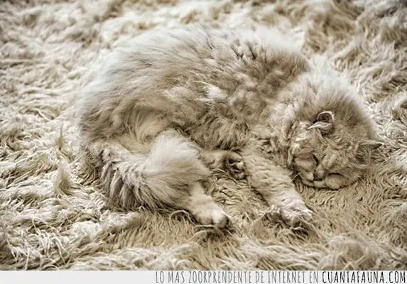 CF_21462_3789d5cf19094386a11d6046e616fe76_otros_5_quien_es_la_alfombra_y_quien_el_gato.webp