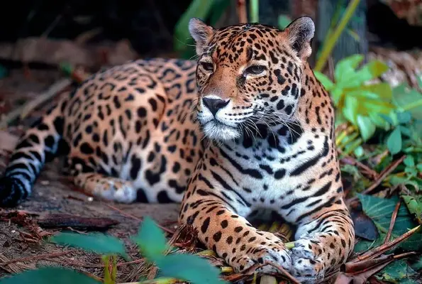 10-principales-delitos-fauna-flora-2-1.webp