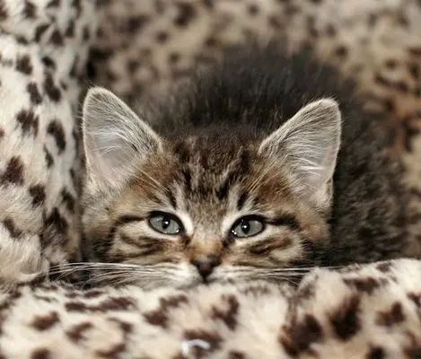 140417-kitten1246.webp