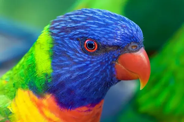 3084839166_6d1a1078f6_o.webp
