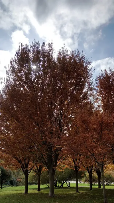 OtoÃ±o.webp