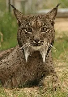 220px-Linces10.webp