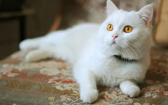 White-cat-with-yellow-eyes.webp