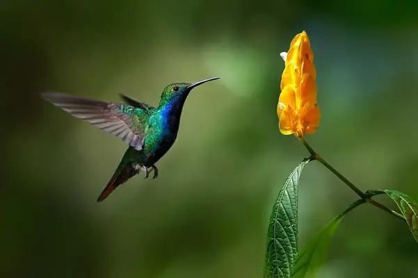 colibri.webp