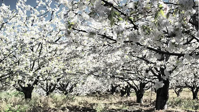 Cerezos-flor-Valle-Jerte-Extremadura_EDIIMA20180402_0074_1.webp
