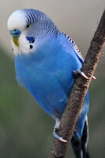 91a4514fddccaa56b6bf73595a0b6924.webp