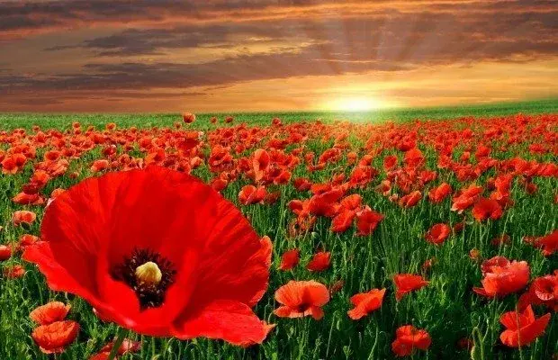 Campo-amapola-620x400.webp
